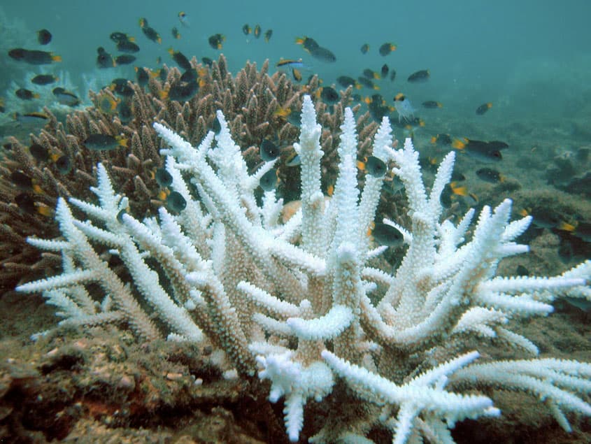 Sbiancamento corallijpg