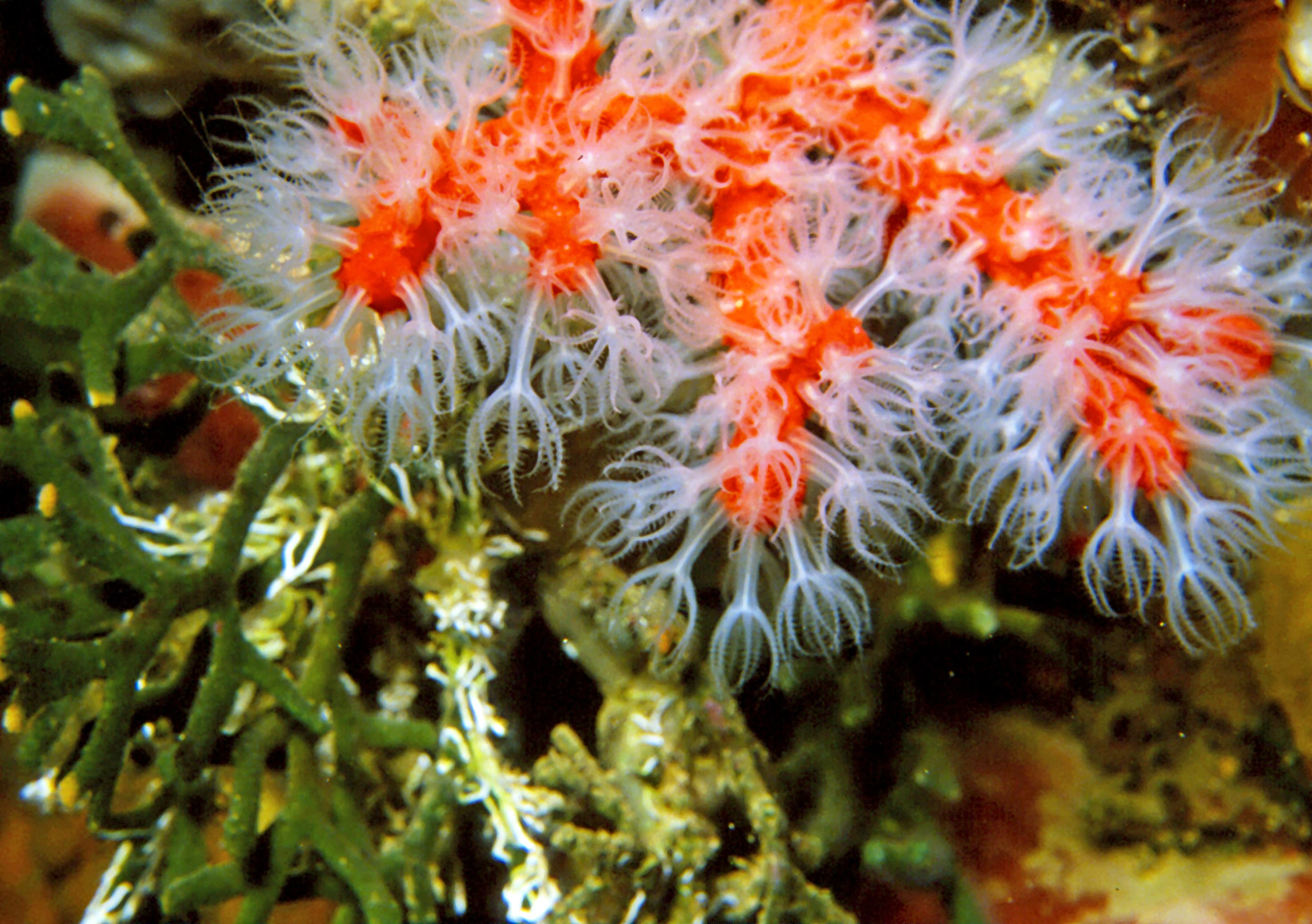 Corallo rosso 1