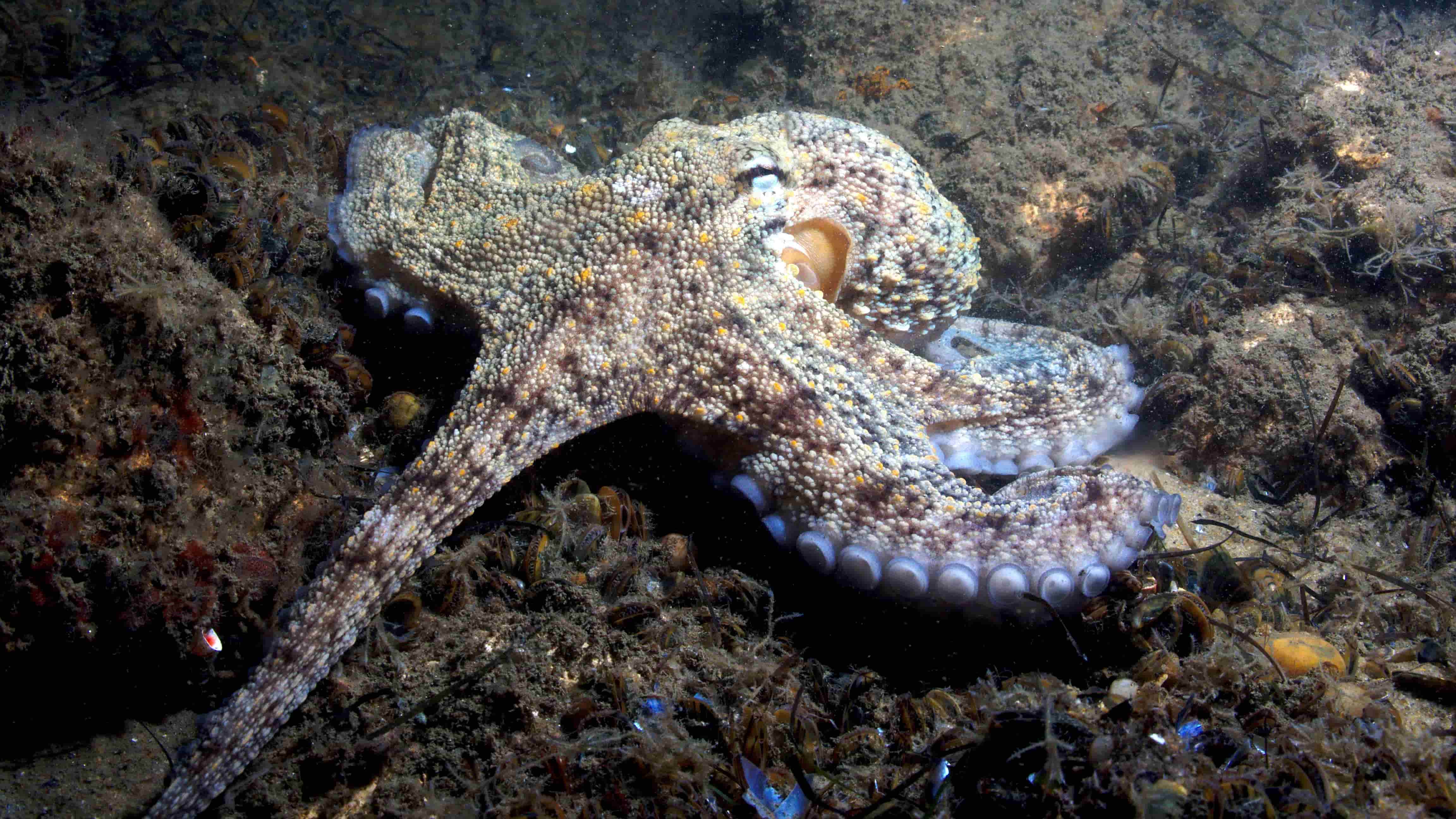 Octopus vulgaris 1 