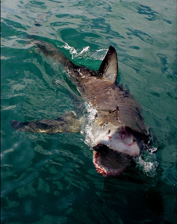 Attacco squalo