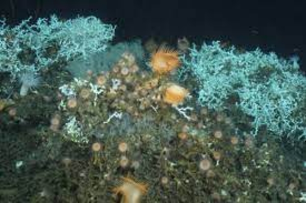 Cold water corals: i coralli di acque profonde