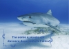 Tra uomo e squalo chi davvero deve temere l’altro?