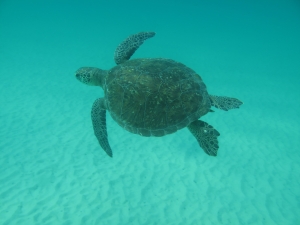 Le tartarughe marine del Mediterraneo