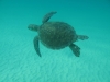 Le tartarughe marine del Mediterraneo